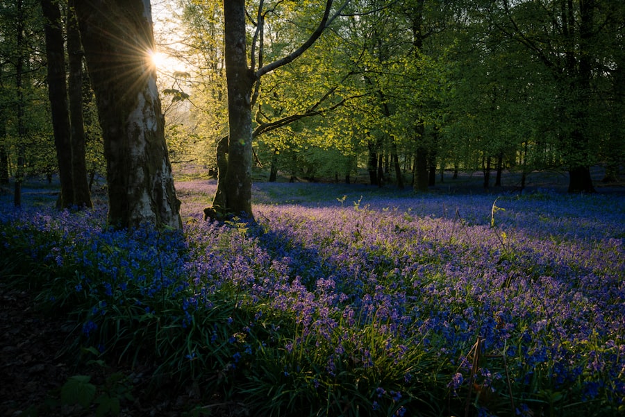 Photo Image: Forest clearing