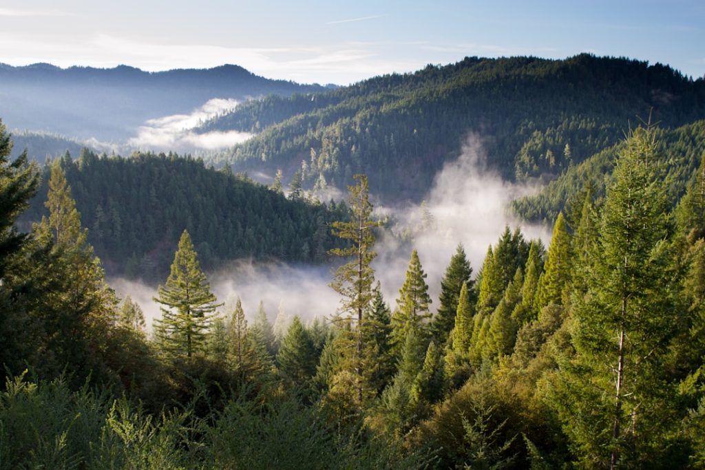 Photo Image: Forest clearing Nouns: Land, clearing, services