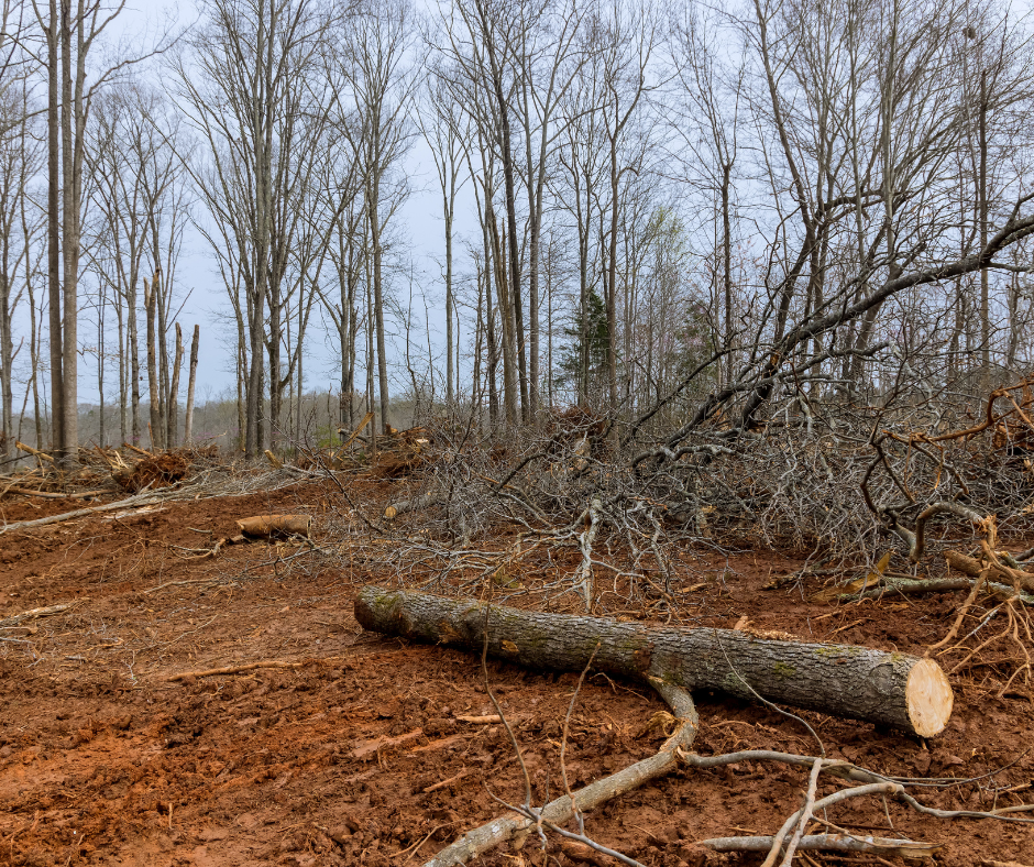 Brush Removal in Texas - Get Started Today