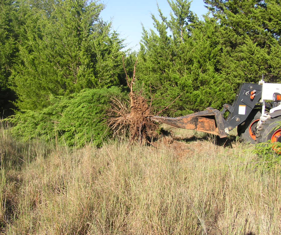 Cedar Tree Removal - Get Started Today