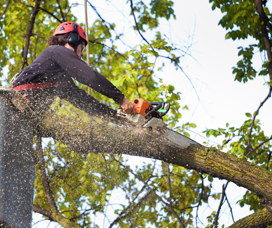 Emergency Tree Services - Get Started Today