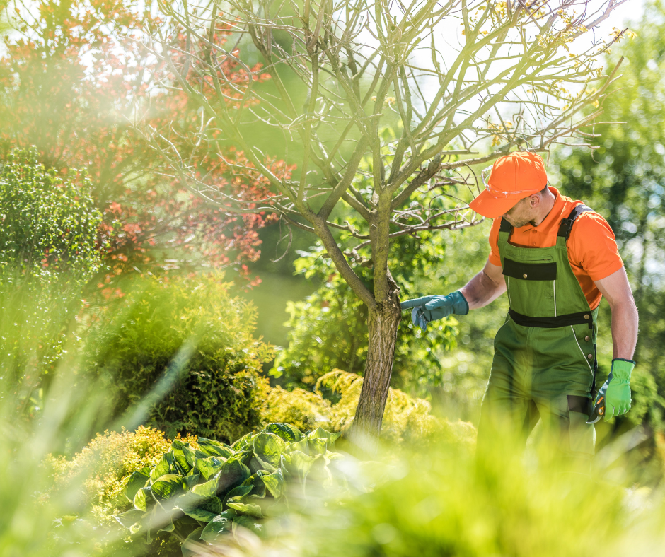 Tree Assessment Services - Get Started Today