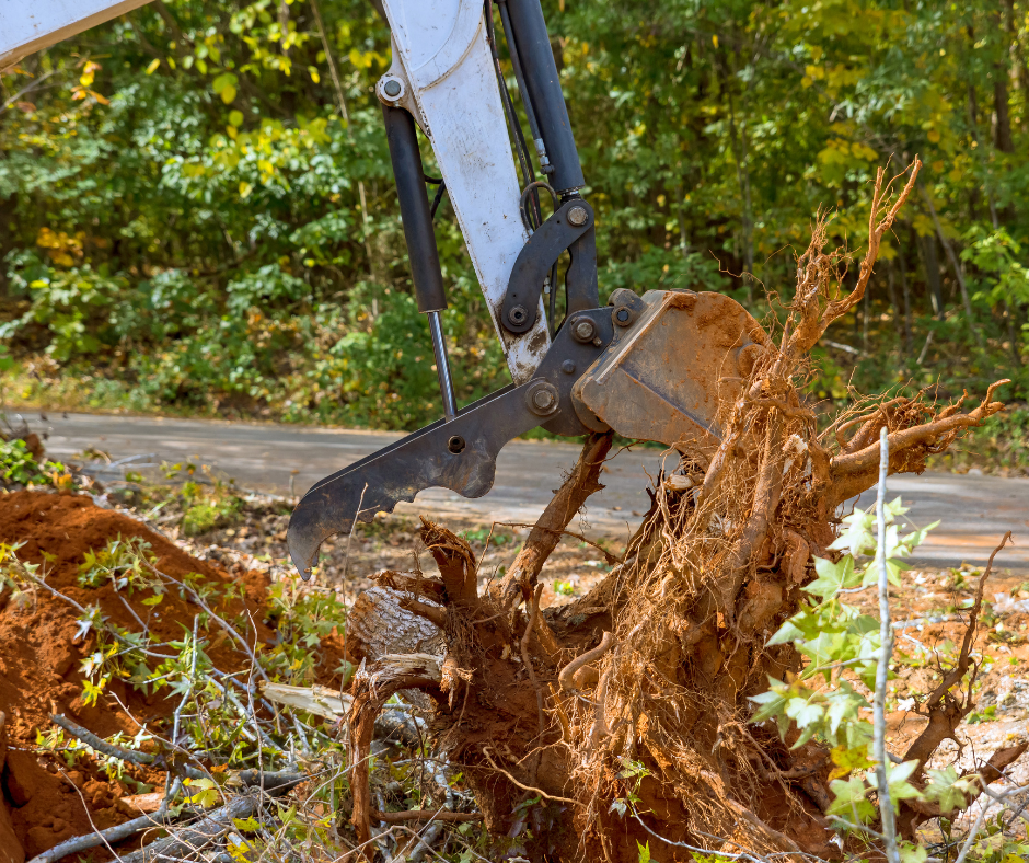 Tree Removal - Get Started Today