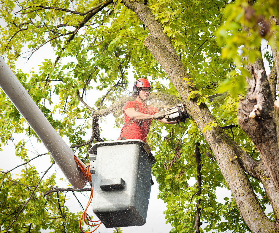 Tree Trimming & Pruning - Get Started Today